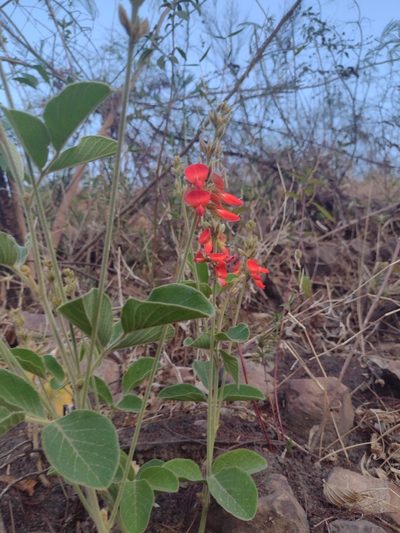 Cerradicola praeandina, photographed by Fátima Helena Yáñez
