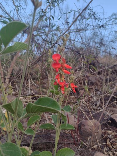 Cerradicola praeandina, photographed by Fátima Helena Yáñez