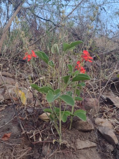Cerradicola praeandina, photographed by Fátima Helena Yáñez