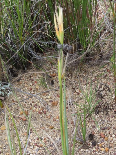 Bobartia gladiata, photographed by linkie