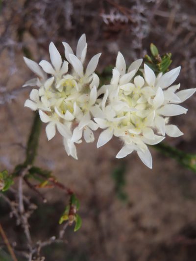 Lachnaea eriocephala, photographed by linkie