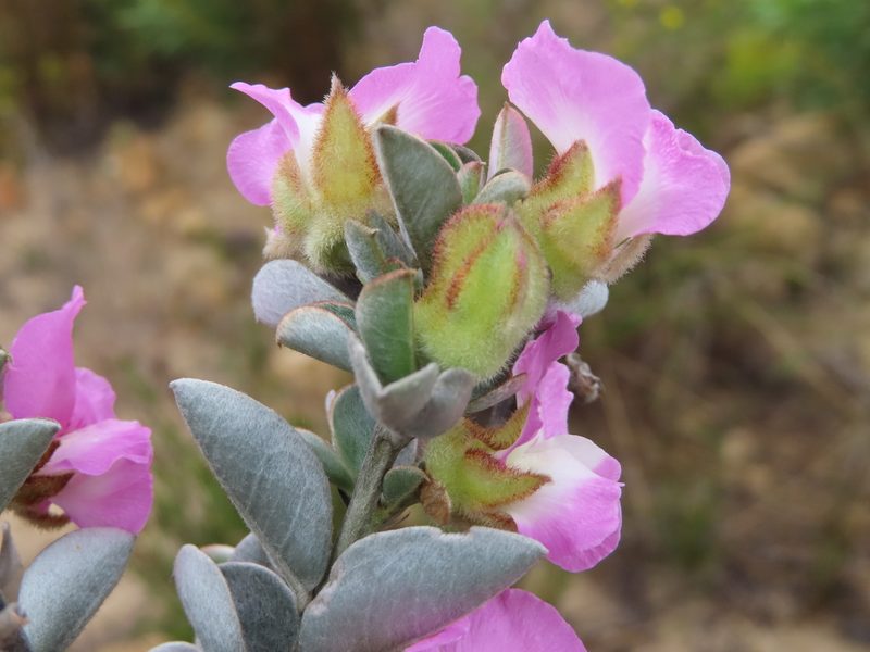 Podalyria variabilis, photographed by linkie