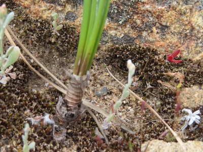 Tenicroa exuviata, photographed by linkie