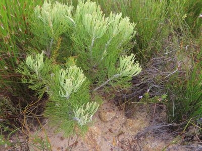 Paranomus spicatus, photographed by linkie