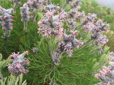 Paranomus spicatus, photographed by linkie
