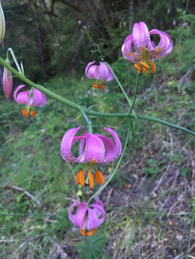 Lilium kelloggii, photographed by Matt Berger