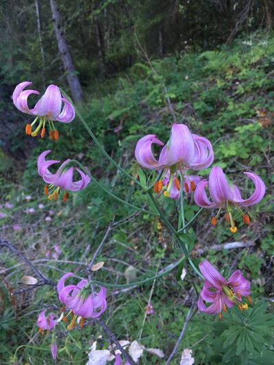 Lilium kelloggii, photographed by Matt Berger