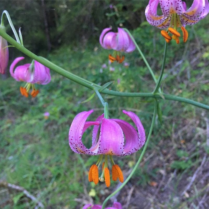 Lilium kelloggii, photographed by Matt Berger