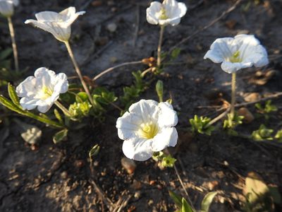 Bouchetia anomala, photographed by patriciabenitez