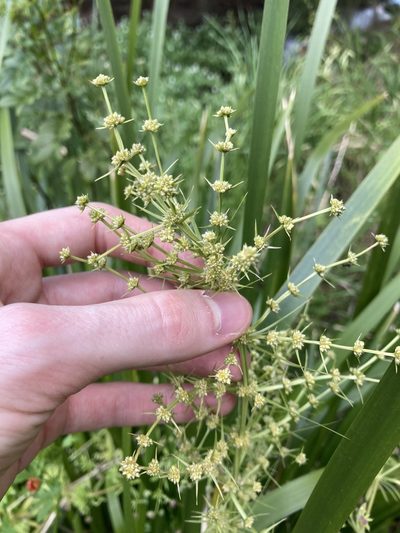 Lomandra hystrix, photographed by Thomas Mesaglio