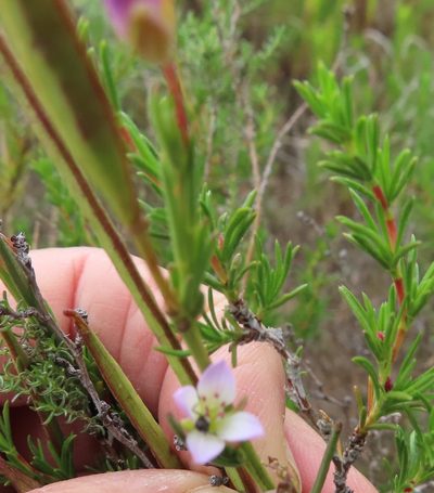 Heliophila scoparia, photographed by linkie