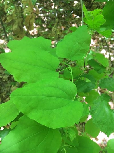 Smilax jamesii, photographed by Matt Berger
