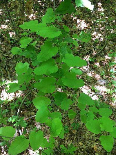 Smilax jamesii, photographed by Matt Berger