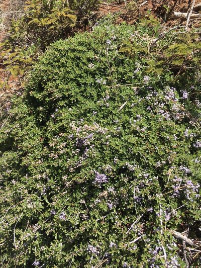 Ceanothus fresnensis, photographed by Matt Berger