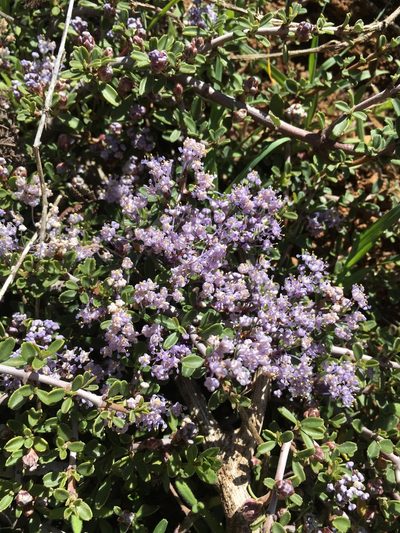 Ceanothus fresnensis, photographed by Matt Berger