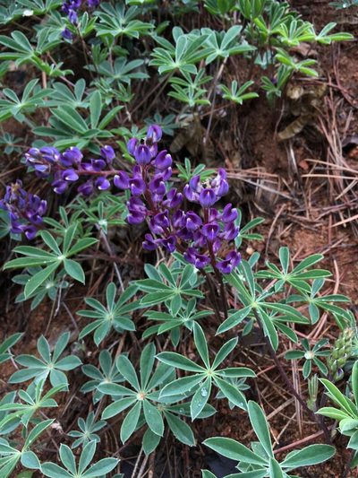Lupinus onustus, photographed by Matt Berger