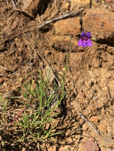 Penstemon filiformis, photographed by Matt Berger