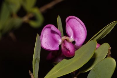 Securidaca longepedunculata, photographed by i_c_riddell