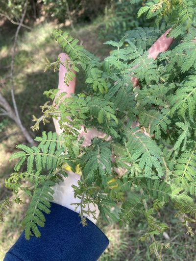 Acacia pubescens, photographed by Thomas Mesaglio