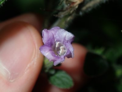 Ruellia longepetiolata, photographed by Thomas Mesaglio