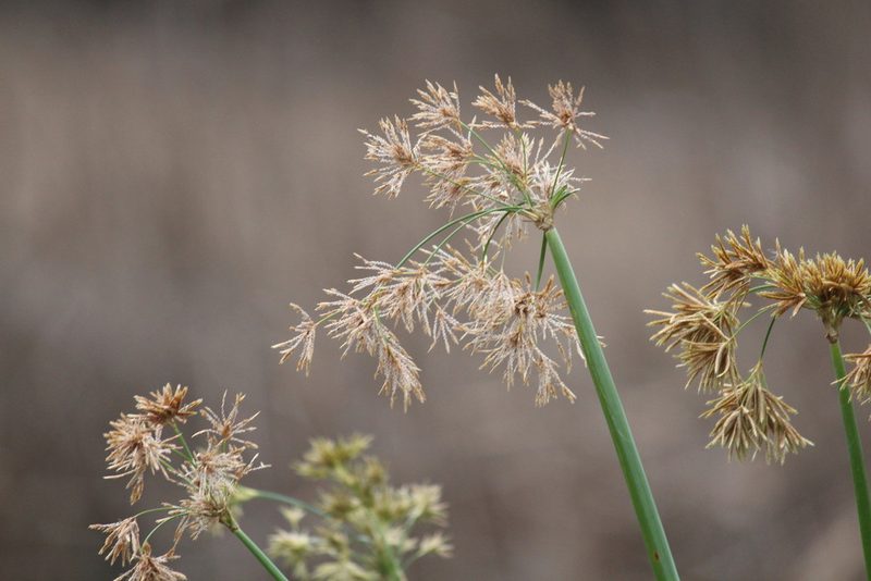 Cyperus articulatus, photographed by Noeleen du Toit
