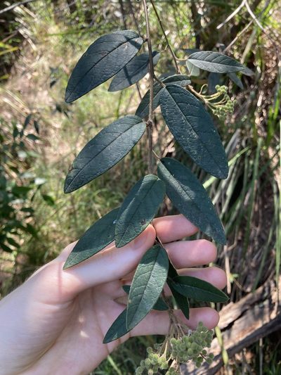 Pomaderris wendlandiana, photographed by Thomas Mesaglio