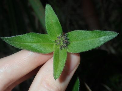 Opercularia aspera, photographed by Thomas Mesaglio