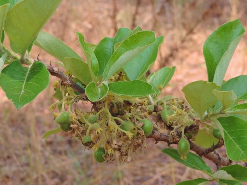 Vangueriopsis lanciflora, photographed by i_c_riddell