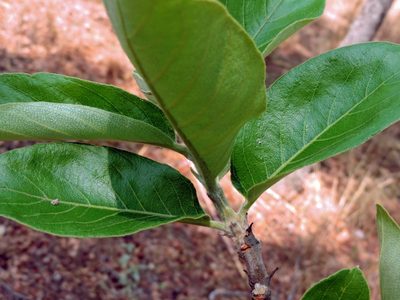 Vangueriopsis lanciflora, photographed by i_c_riddell