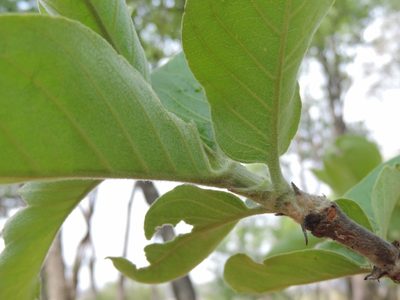 Vangueriopsis lanciflora, photographed by i_c_riddell