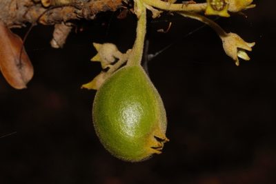 Vangueriopsis lanciflora, photographed by i_c_riddell