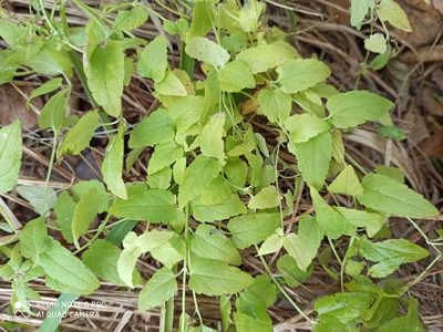 Scutellaria galericulata, photographed by Nadezhda Kiseleva