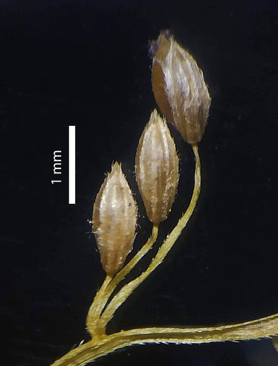 Digitaria abludens, photographed by S.MORE