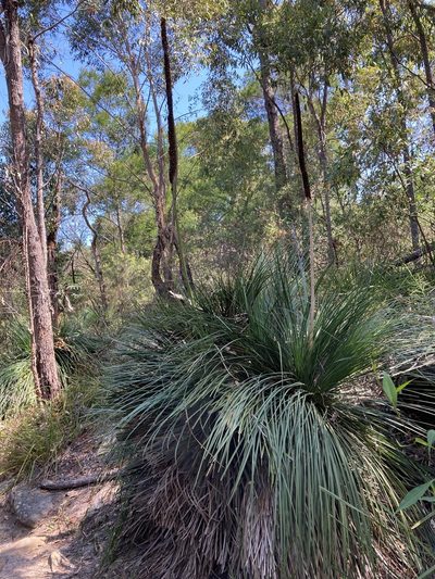 Xanthorrhoea arborea, photographed by Thomas Mesaglio