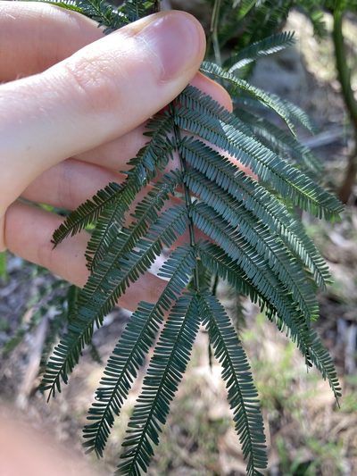 Acacia parramattensis, photographed by Thomas Mesaglio