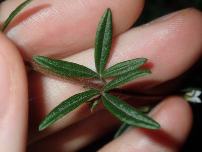 Zieria pilosa, photographed by Thomas Mesaglio