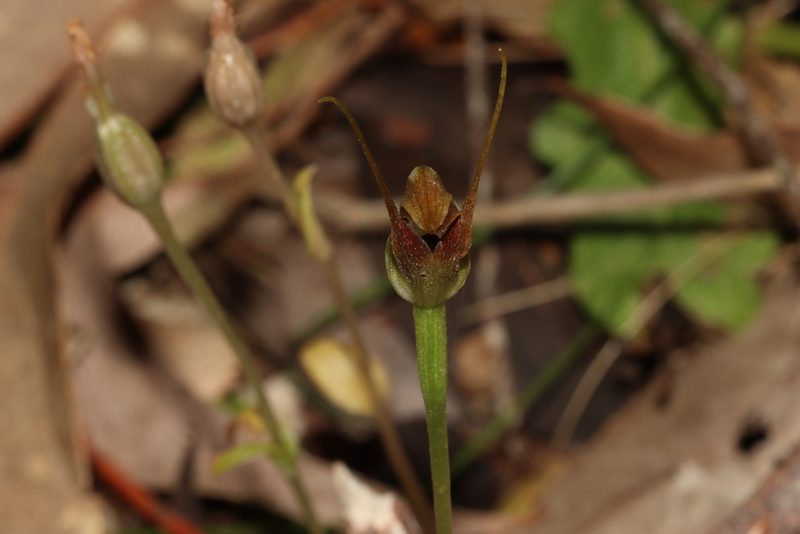 Pterostylis pedunculata, photographed by T. Hammer