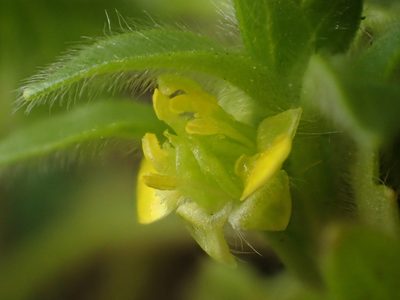 Ranunculus parviflorus, photographed by Tony Wills