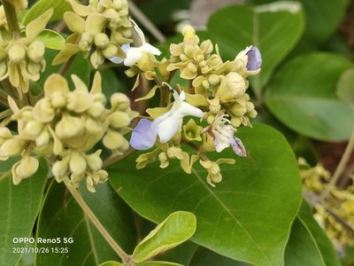Vitex pinnata, photographed by Ong Jyh Seng