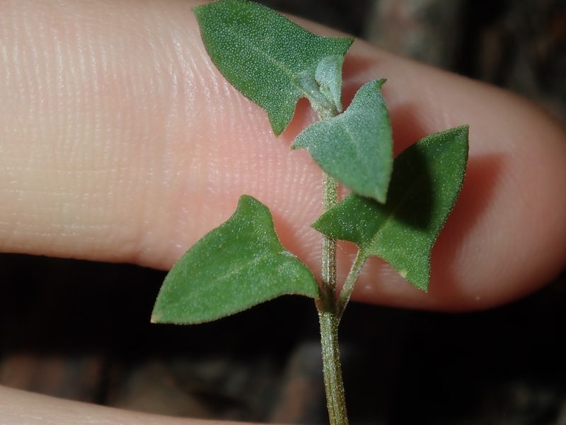Chenopodium trigonon, photographed by Thomas Mesaglio