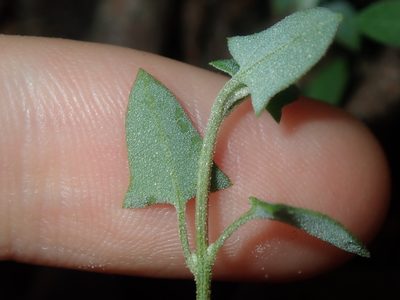 Chenopodium trigonon, photographed by Thomas Mesaglio