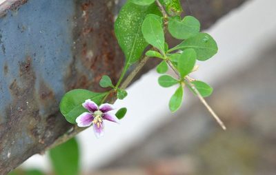 Lycium chinense, photographed by Zinogre