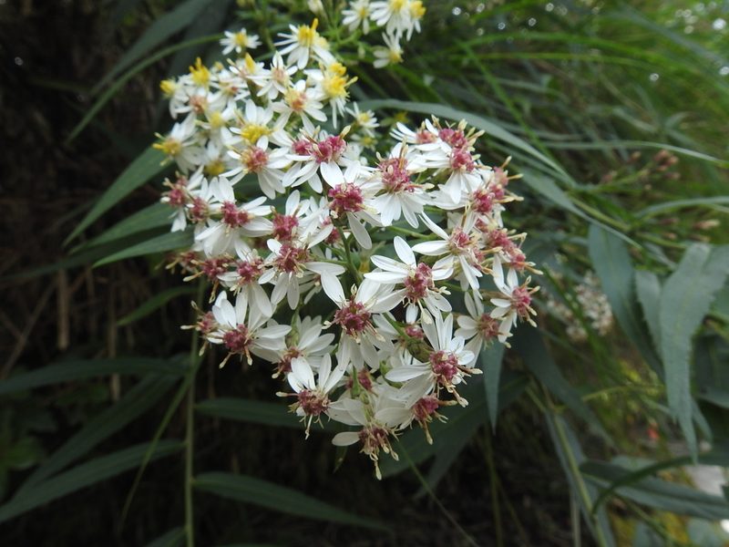 Aster taiwanensis, photographed by fagushayata