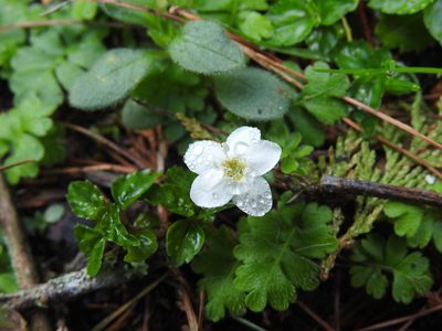 Ellisiophyllum pinnatum, photographed by fagushayata
