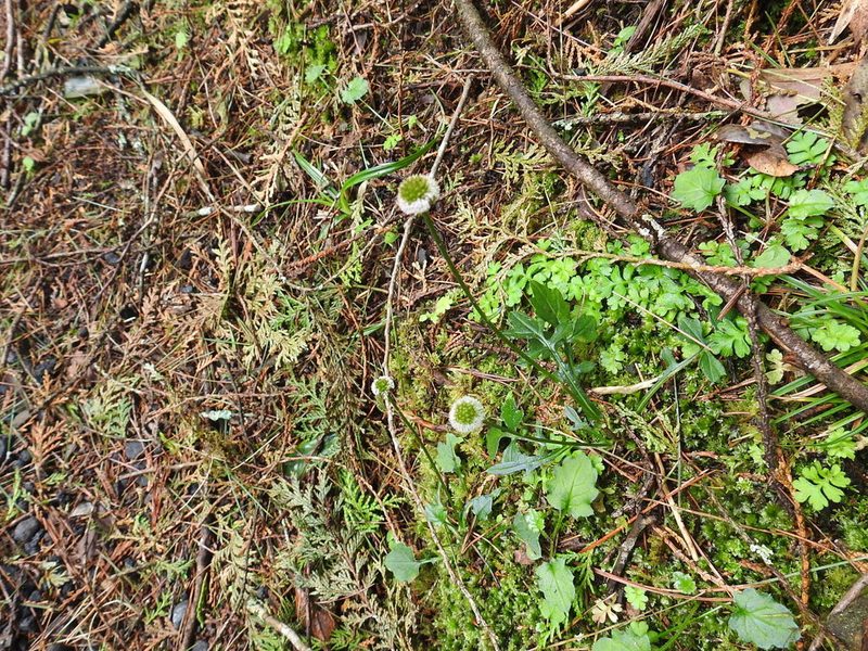 Myriactis humilis, photographed by fagushayata