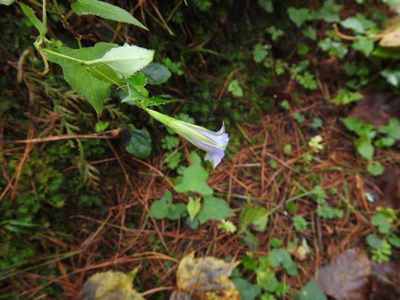 Tripterospermum lanceolatum, photographed by fagushayata