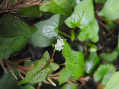 Polygonum biconvexum, photographed by fagushayata