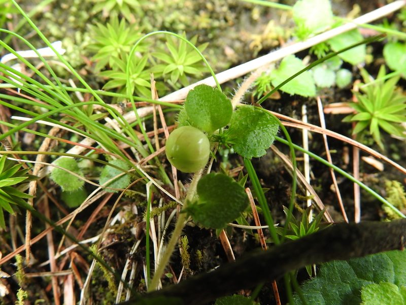 Hemiphragma heterophyllum, photographed by fagushayata