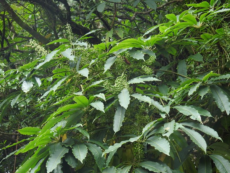 Heptapleurum taiwanianum, photographed by fagushayata