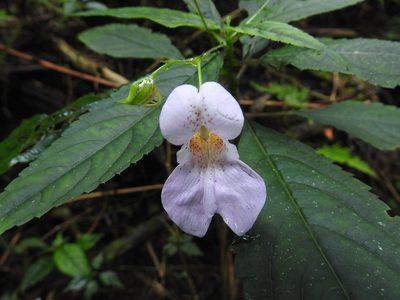 Impatiens uniflora, photographed by fagushayata
